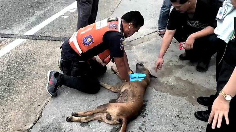 Beloved soi dog poisoned in east Thailand