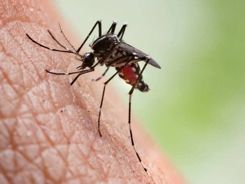 Dengue fever outbreak sickens nearly 6,000 Thai kids