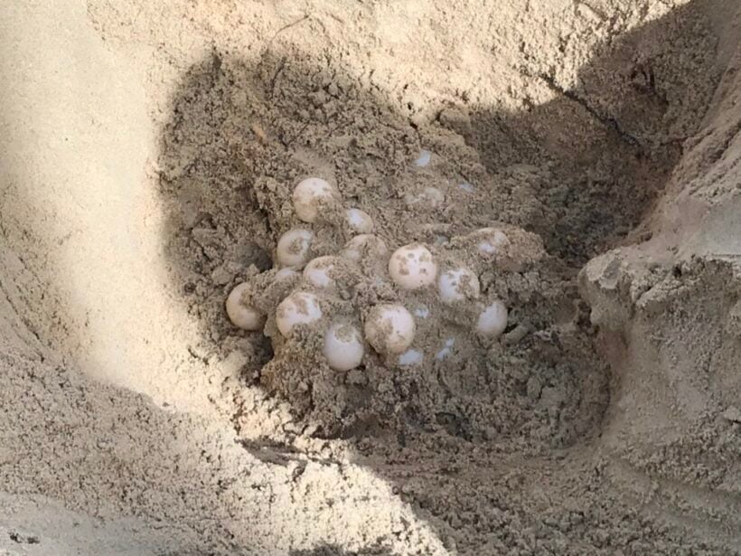 More sea turtles lay eggs on Koh Samui