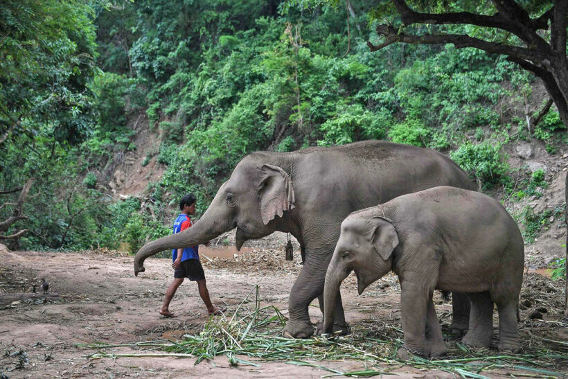 Massive elephant migration causes problems in the North