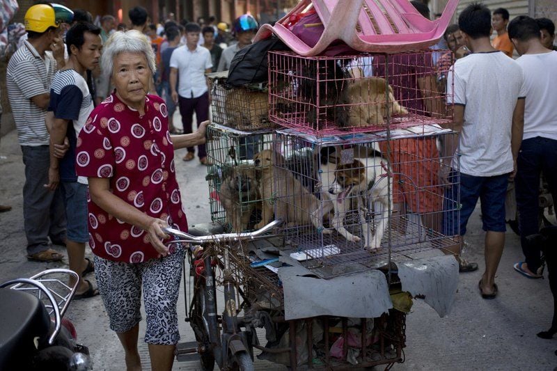 China's dog-meat festival opens for another year | News by Thaiger