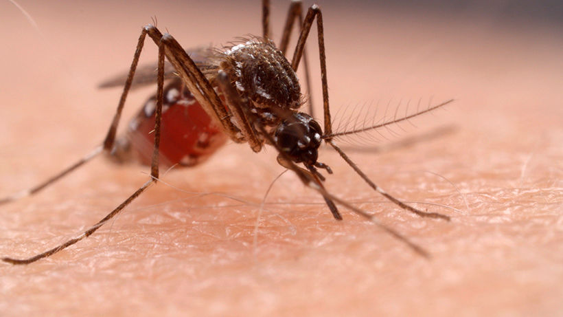 11 dead, 14,000 ill as rainy season worsens dengue fever outbreak in northeast