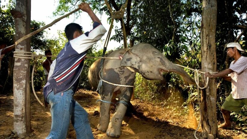 Baby elephants abused to “break” them for tourism- VIDEO