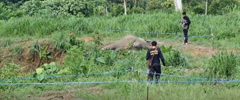 Baby elephants killed by electric fence in Chantaburi