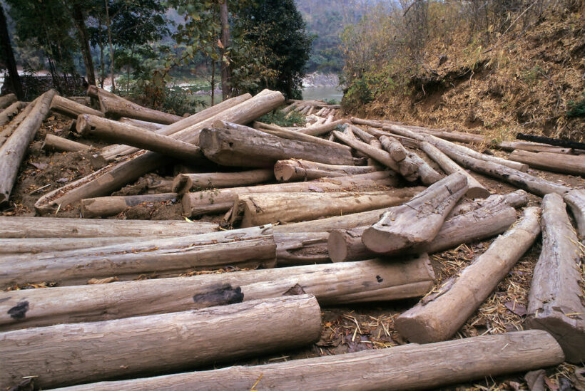 Officials investigate the illegal logging of 36 rai in Narathiwat