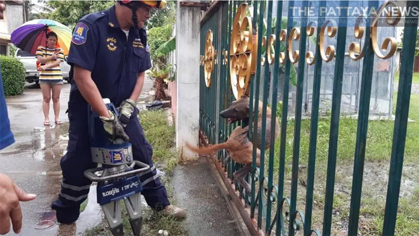 Pattaya soi dog, caught in fence, rescued | News by Thaiger