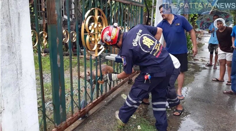 Pattaya soi dog, caught in fence, rescued