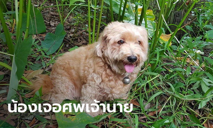 Dog finds missing owner’s dead body in Central Thailand