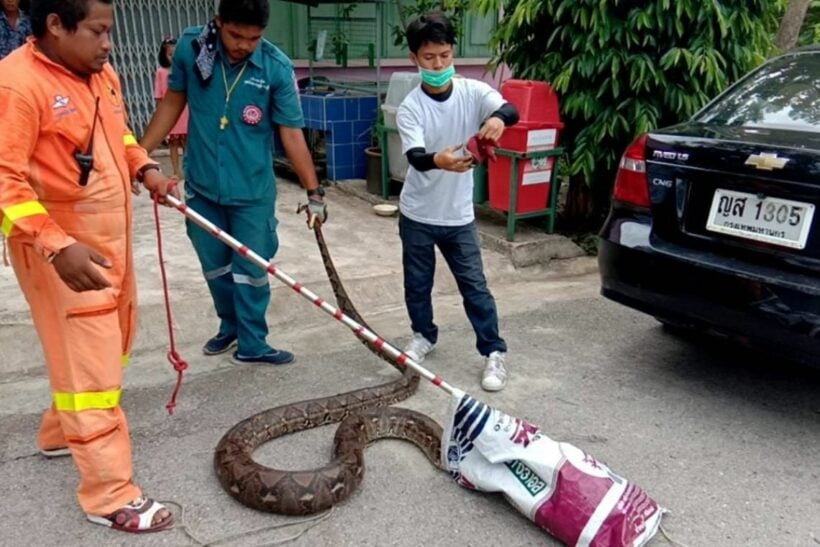 4 metre python caught after eating school’s pets