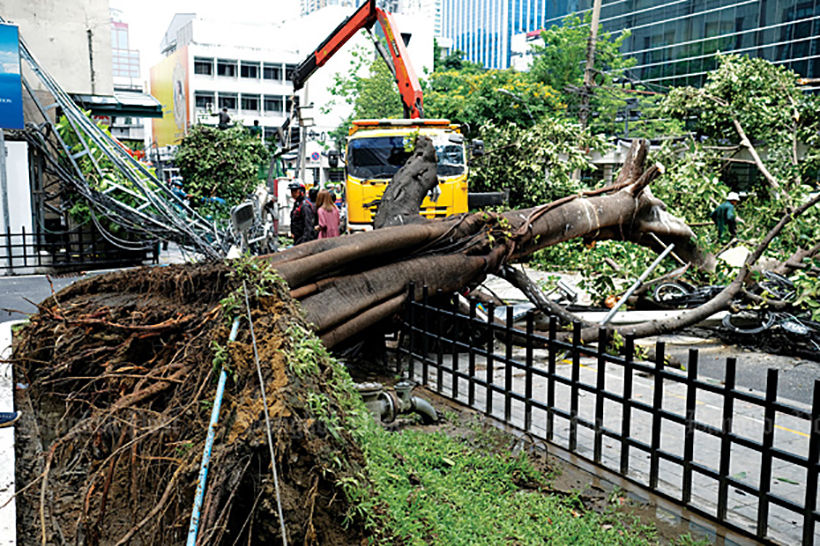 Bangkok removing trees to make way for underground walkways