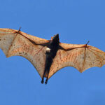 Crowned bats captured, studied as possible Covid-19 carriers | Thaiger