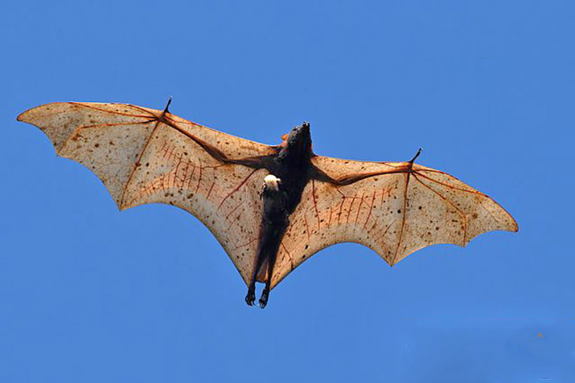 Crowned bats captured, studied as possible Covid-19 carriers