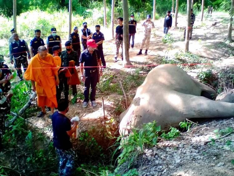 Man arrested for killing a wild elephant in southern Thailand