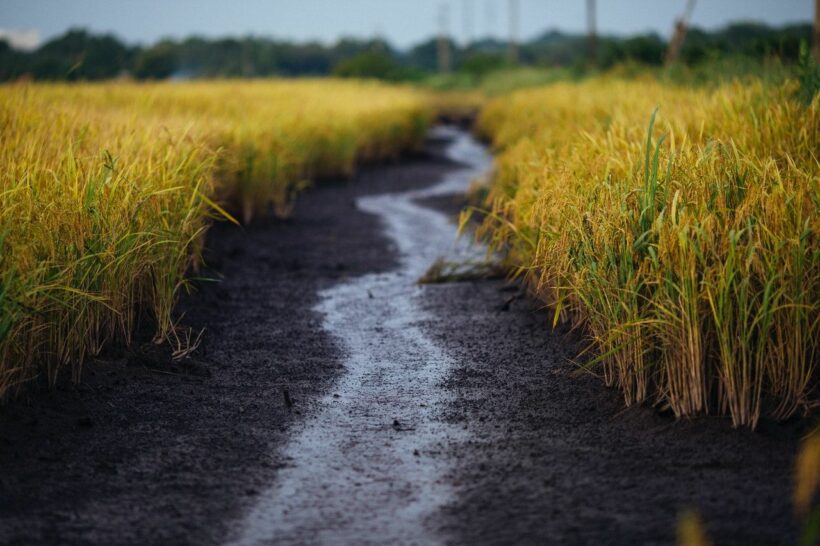 Man’s body found tied up in upper central rice field