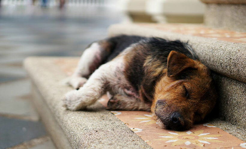 Former employee of Buriram dog shelter accuses owner’s wife of harassment