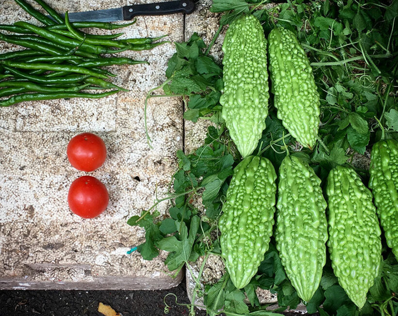 Thai doctor pours cold water on suggestion ‘bitter cucumber’ cures cancer