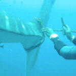 Injured whale shark looks for help from divers &#8211; VIDEO | Thaiger