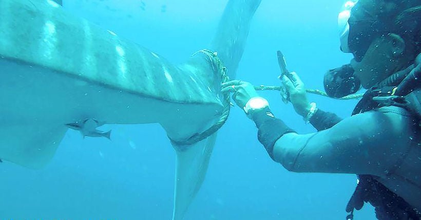 Injured whale shark looks for help from divers – VIDEO