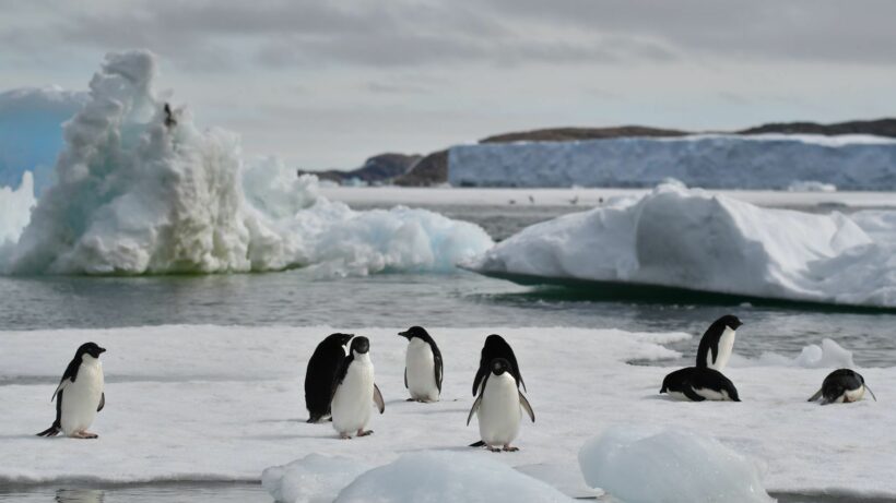 Antarctic penguins thrive around less icy waters