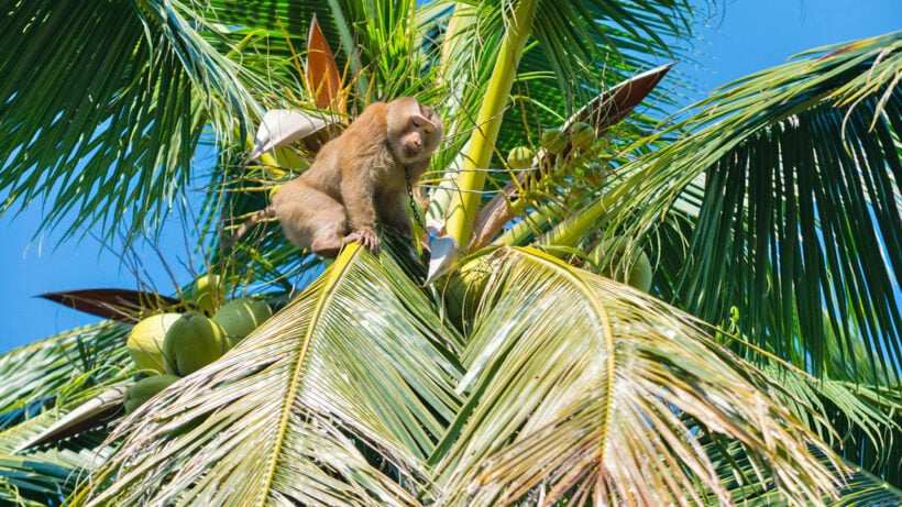 “Come and see” – Ministry invites diplomats to see coconut-picking monkeys in action