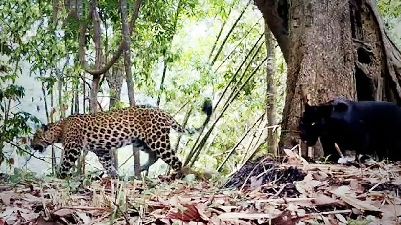 Rare big cats spotted in Thai national park | News by The Thaiger