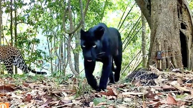 Rare big cats spotted in Thai national park