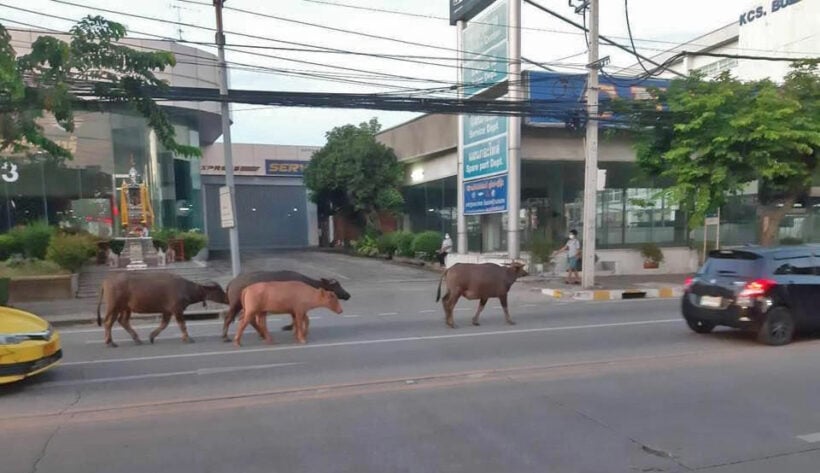 6 escaped buffalo rescued by Buddhist nun