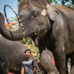 International charity exposes Thailand’s abuse of elephants for tourist trade | Thaiger