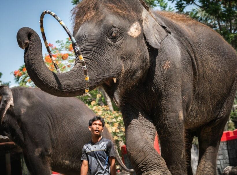 International charity exposes Thailand’s abuse of elephants for tourist trade