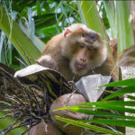 Government defends &#8220;monkey business&#8221; after PETA call for boycott on Thai coconut products | Thaiger