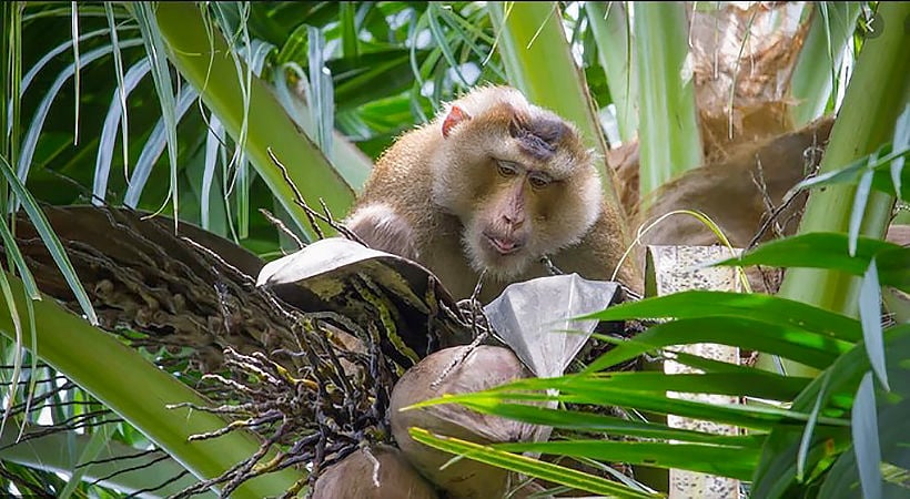 Government defends “monkey business” after PETA call for boycott on Thai coconut products