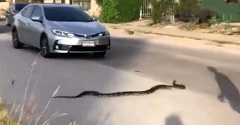 Rescuers remove 4 metre python from Chon Buri car