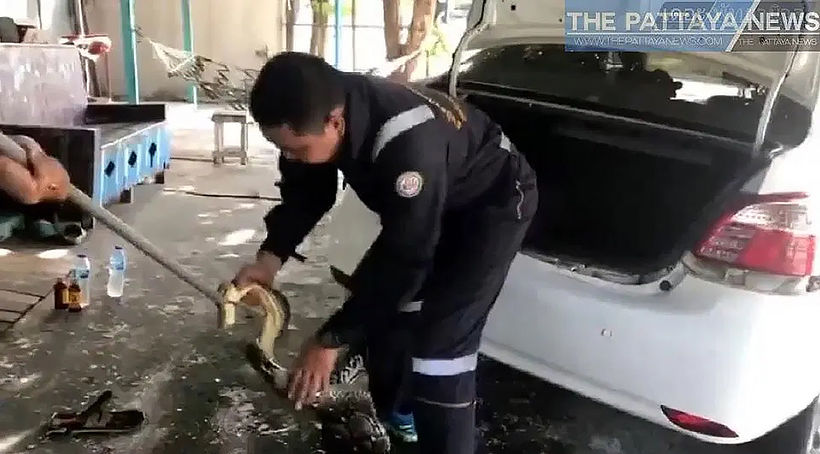 Rescuers remove 4 metre python from Chon Buri car | News by Thaiger