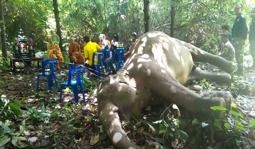 Elephant’s death prompts plea to “say no” to plastic bags