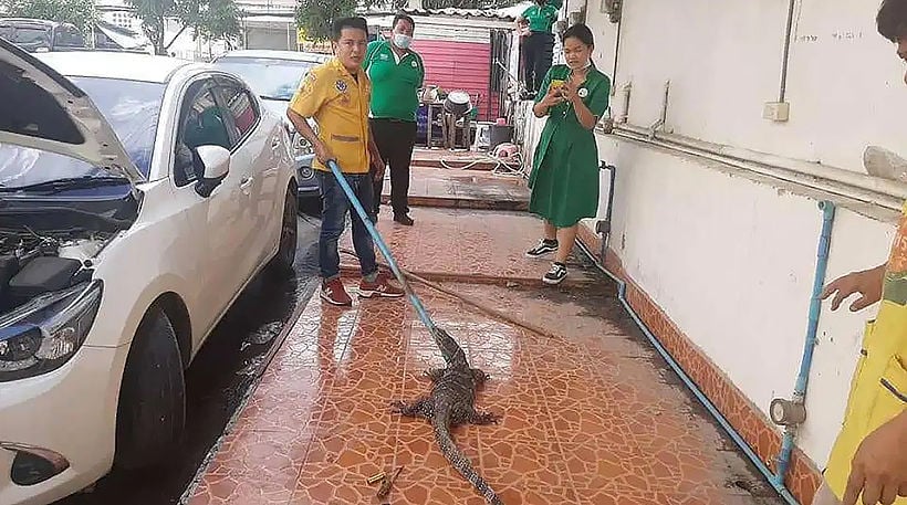 Huge monitor lizard pulled from Si Racha car