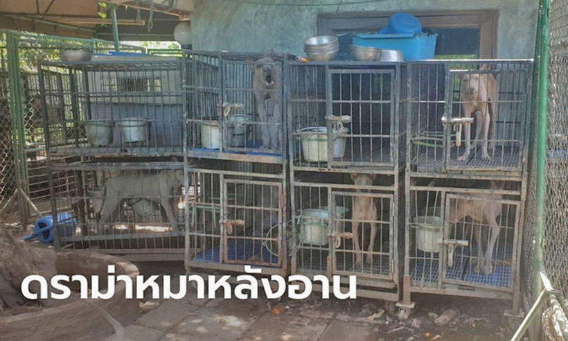 50 dogs rescued from alleged Chiang Mai puppy farm