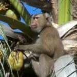 Major international retailers banning monkey-picked coconuts &#8211; VIDEO | Thaiger