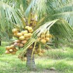 Thai agriculture minister to take a delegation on a coconut harvesting tour | Thaiger