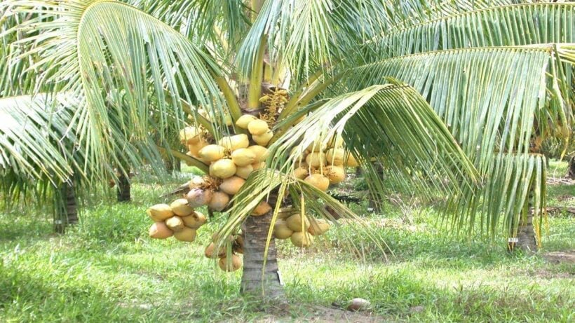 Thai agriculture minister to take a delegation on a coconut harvesting tour