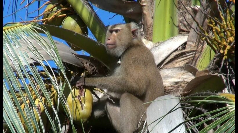 Major international retailers banning monkey-picked coconuts – VIDEO