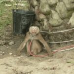 PETA reveals &#8216;abused&#8217; monkeys used to pick coconuts in Thailand | Thaiger