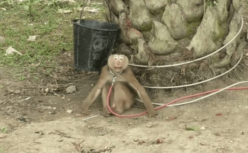 PETA reveals ‘abused’ monkeys used to pick coconuts in Thailand