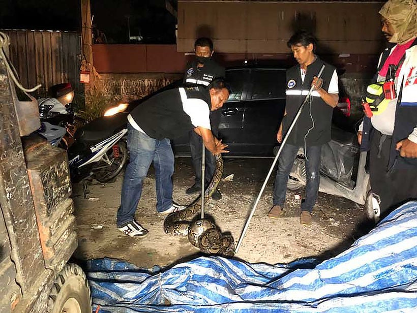 Nonthaburi man says pythons ate 20 of his cats