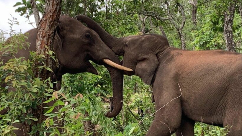 Cabinet approves 435 million baht to control hungry elephants, monkeys 1