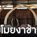 Priceless ivories stolen a second time, recovered in Myanmar | Thaiger