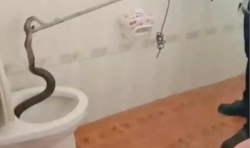 Phathum Thani man finds cobra in commode