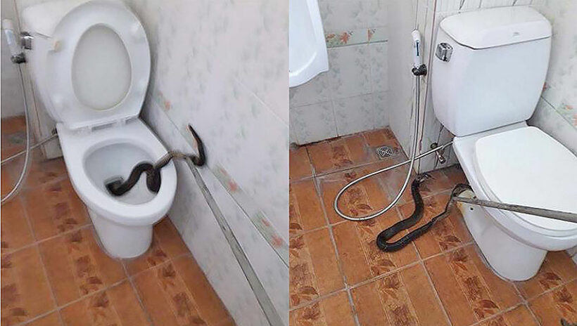 Phathum Thani man finds cobra in commode | News by Thaiger