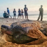 Lack of tourists sees return of endangered sea turtles to Koh Samui | Thaiger