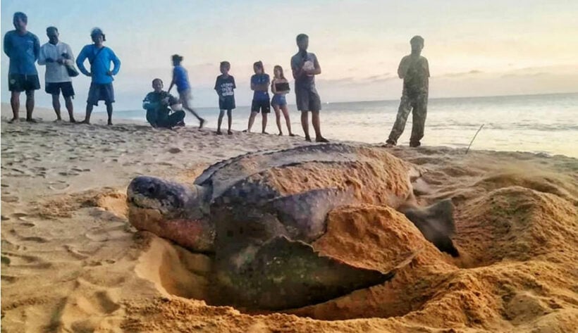 Lack of tourists sees return of endangered sea turtles to Koh Samui | The Thaiger