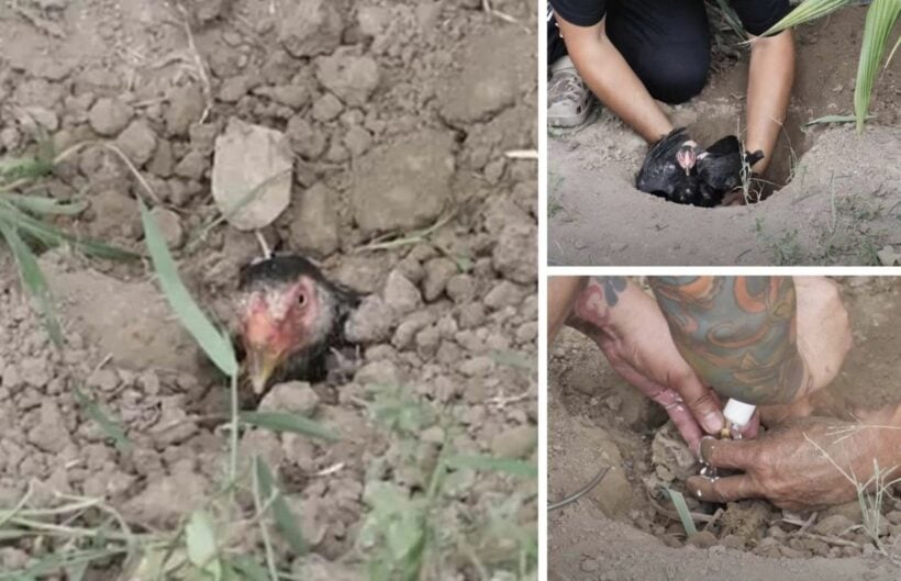 Thai cooking blogger in hot water after burying a chicken alive to force-feed it coconut milk | News by Thaiger